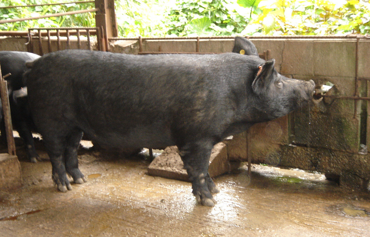 琉球在来種アグーオリジナルブランド豚